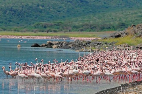 CHEETAH SAFARI (KENYA) – Departs Every Monday - Safari based on 4x4 Vehicle - 7 Nights / 8 Days