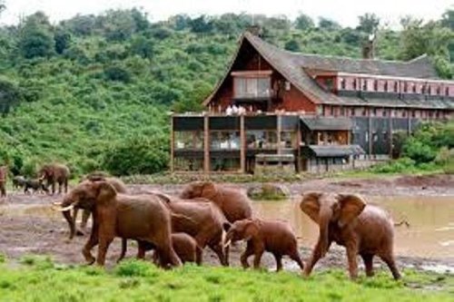 THORN TREE SAFARI (KENYA) - WITH LAKE NAKURU Departs Every Tuesday – Safari Based on 4X4 Vehicle - 4 Nights / 5 Days